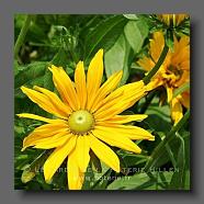 Rudbeckia 'annuel' (le jardin de la poterie Hillen) www.poterie.fr